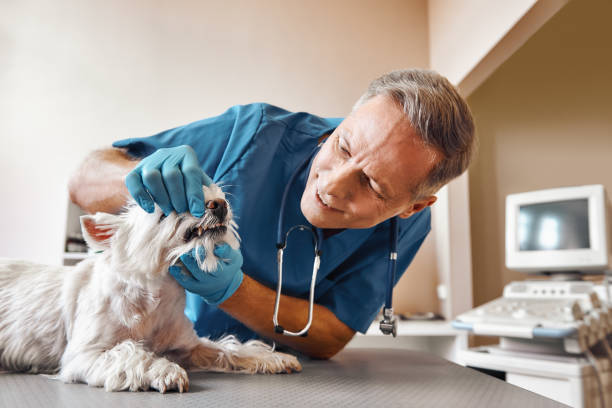 Best 24-Hour Emergency Dental Care in Fairwood, MD
